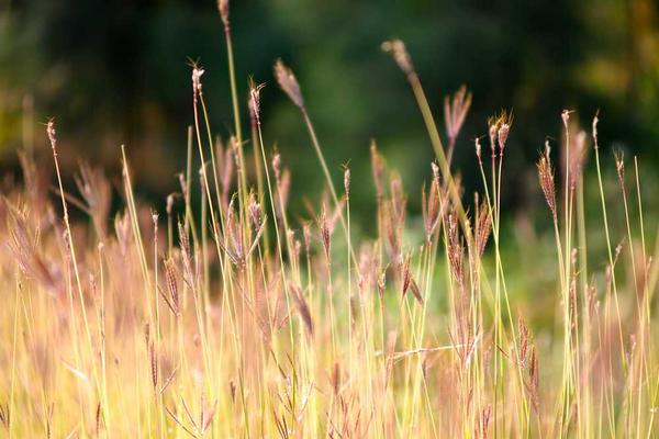 Werewolf: The Apocalypse